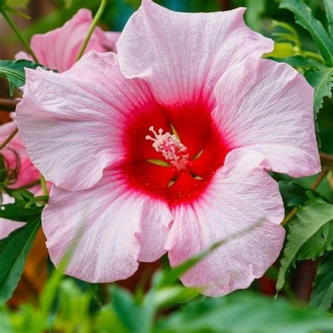 Buy Hibiscus Lady Baltimore Online Garden Goods Direct