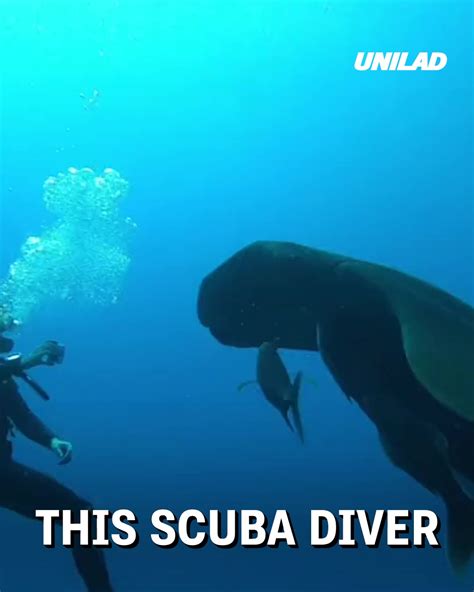 Ladbible Video Hub Giant Manta Ray Encounter