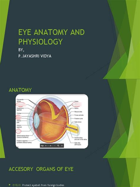 Eye Anatomy and Physiology | PDF