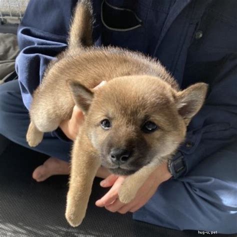 【犬の里親募集】鹿児島県・柴犬・豆柴 生後2ヶ月の里親募集しています。（id 2212 00984）｜ハグー みんなのペット里親情報