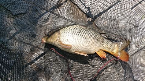 600+ Free Carp & Nature Images - Pixabay