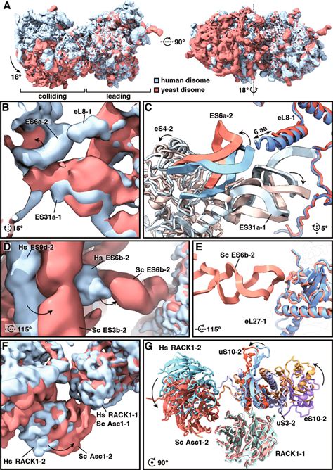 Structural Comparison Of The Human And The Yeast Disome Cryo Em