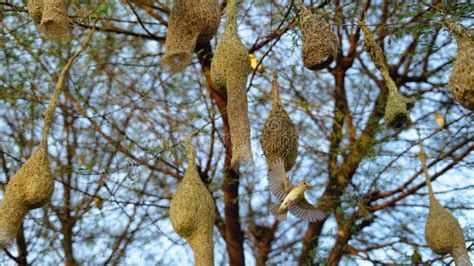 Los Pájaros Están Construyendo Nidos Baya Weaver Nido De Aves