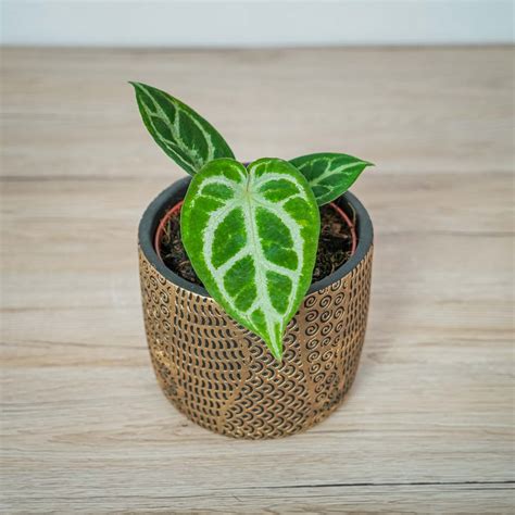 Anthurium 'silver blush' - Mała Szklarnia