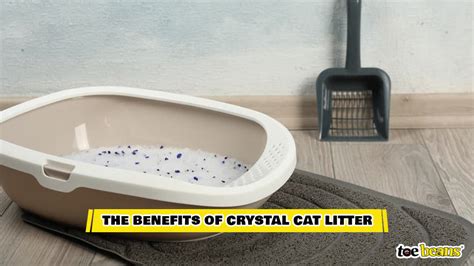 Clumps Or Crystals Which Cat Litter Type Works Best Toe Beans