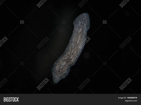 Turbellaria Flatworms Image & Photo (Free Trial) | Bigstock