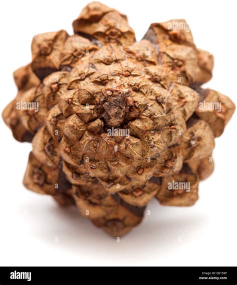 Pine Cone Isolated Stock Photo Alamy