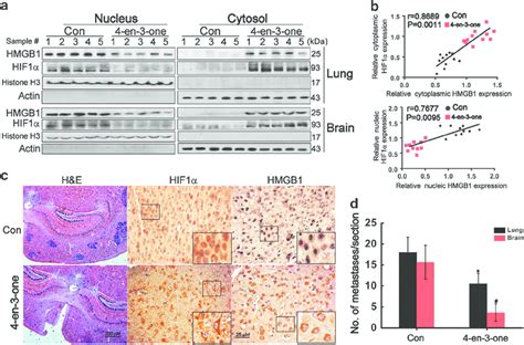 4 En 3 One Induced Cytoplasmic Translocation Of HMGB1 Inhibited