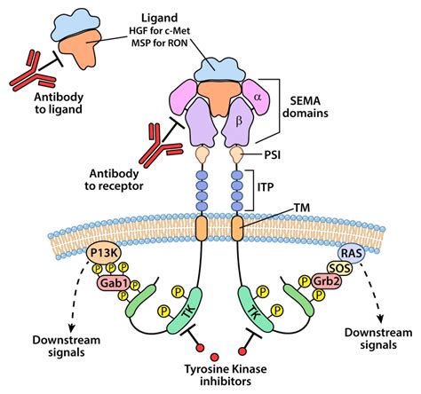 An Illustration Representing The Structural And Cell Signaling Domains