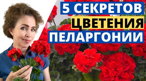 Секреты цветения Пеларгонии. Пеларгония Зональная. Пеларгония уход ...
