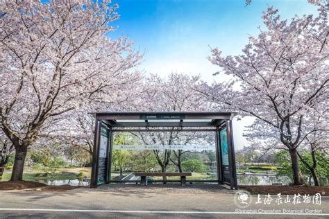 上海辰山植物园樱花观赏攻略 开放时间 观赏地点 门票 上海辰山植物园 上海樱花 辰山植物园 墙根网