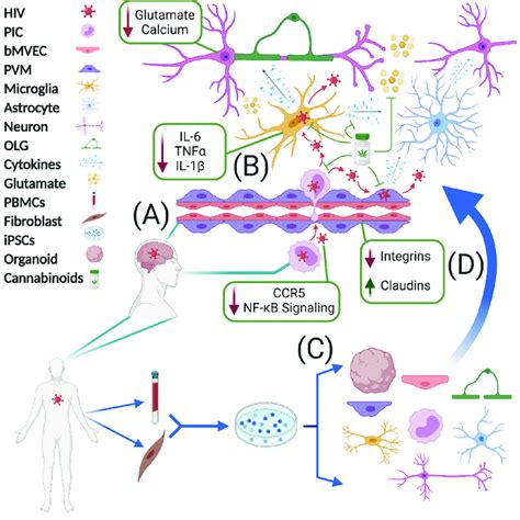 Human Ipscs Can Model The Multicellular Actions Of Cannabinoids In