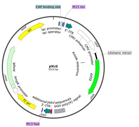 Mammalian expression vectors – Protein Expression and Purification Core ...