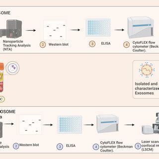 Exosomes isolation and characterization in Prostate cancer cases ... 
