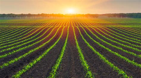 Valori In Campo Il Futuro Del Cibo E Del Suolo Racchiuso Nel