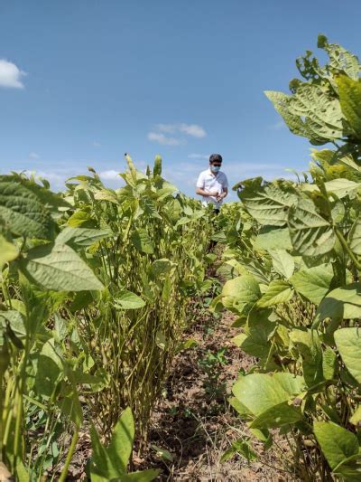 Cultivo De Soja Vazio Sanit Rio De Roraima Contra Ferrugem Asi Tica