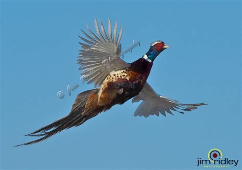 Ring Necked Pheasant In Flight A Photo On Flickriver