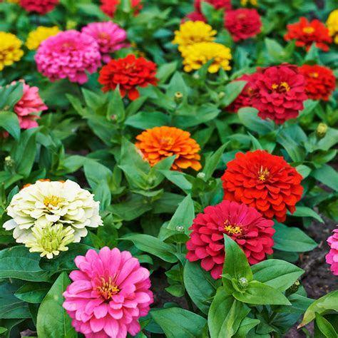 Zinnia Flower Seeds Bulk Discount Outlet | www.rosmaninhoazevedo.com