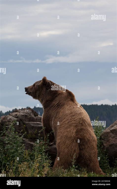 Grizzly bear standing up hi-res stock photography and images - Alamy