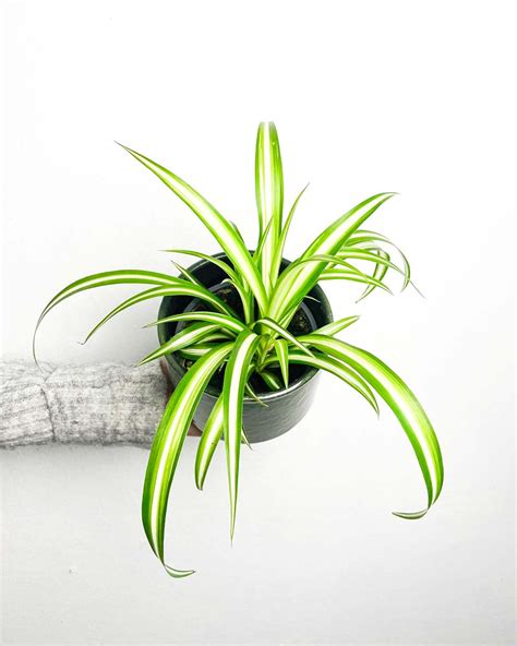 Pianta Ragno Chlorophytum Comosum M Giungla Piante