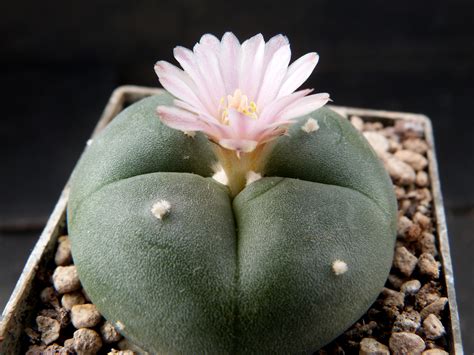 Lophophora Williamsii Cactus Online Shop