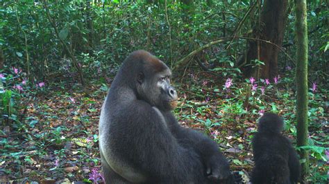 Une Tude Met En Lumi Re Les Insaisissables Gorilles Camerounais Et Les