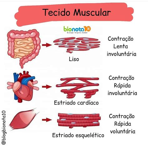 Resumo Sobre Tecido Muscular Bio Nota 10