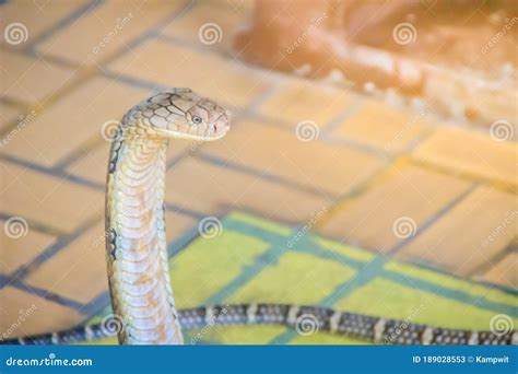 King Cobra Ophiophagus Hannah The World S Largest Venomous Snake