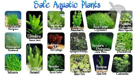 Turtle-Safe Plants for Your Aquarium