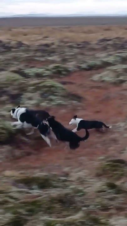 sheepdogs running  dog puppy bordercollie happydog animals