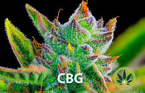 What is Cannabigerol? Learn All About the CBG Cannabis Compound