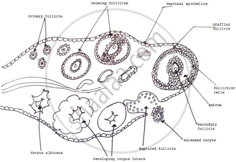 Draw A Neat And Well Labelled Diagram Showing Ts Of Ovary And