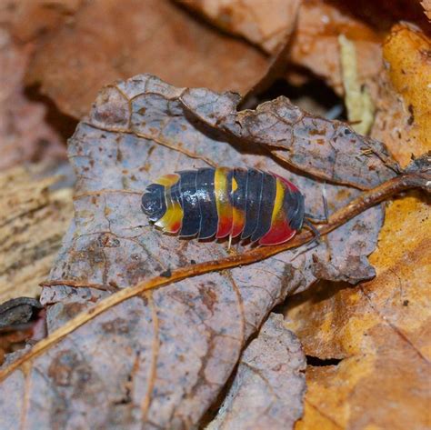 Colorful isopod : isopods