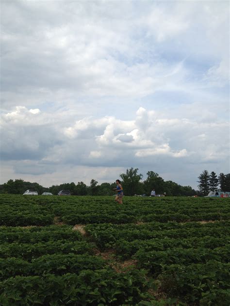 strawberry fields.