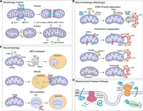 Mitochondrial Quality Control In The Brain The Physiological And