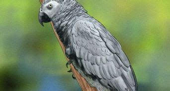 How To Determine The Sex Of African Grey Parrots 7 Steps