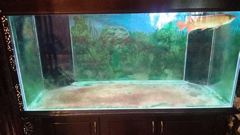 Aquarium Cleaners - Aquarium, Fish Tank Cleaning & Maintenance Kajang, Selangor