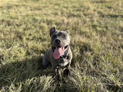 Bully/AmStaff mix : r/AmericanBully