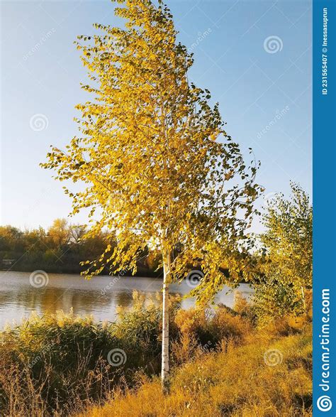 Autumn Time Yellow Birch Grows On The Shore Of The Lake Stock Image