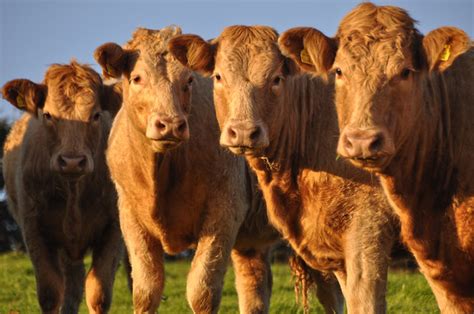west somerset limousin cattle  lewis clarke geograph britain
