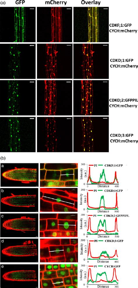 Co-localization of CYCH: mCherry with CDKF;1:GFP, CDKD;1:GFP ... 