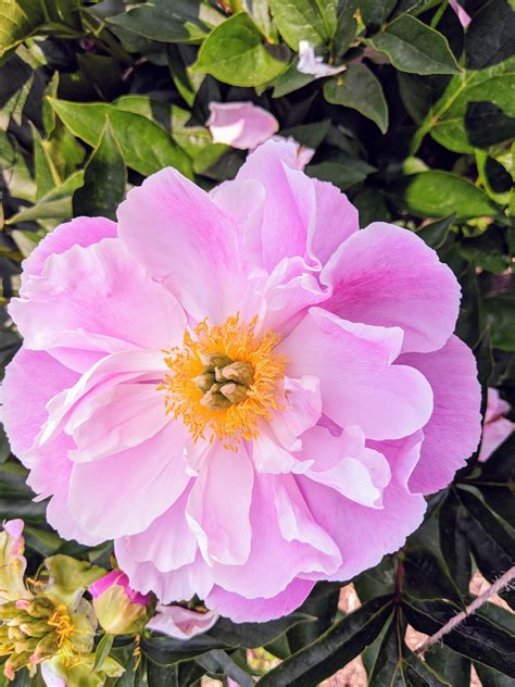 The Blooming Herbaceous Peonies - The Martha Stewart Blog