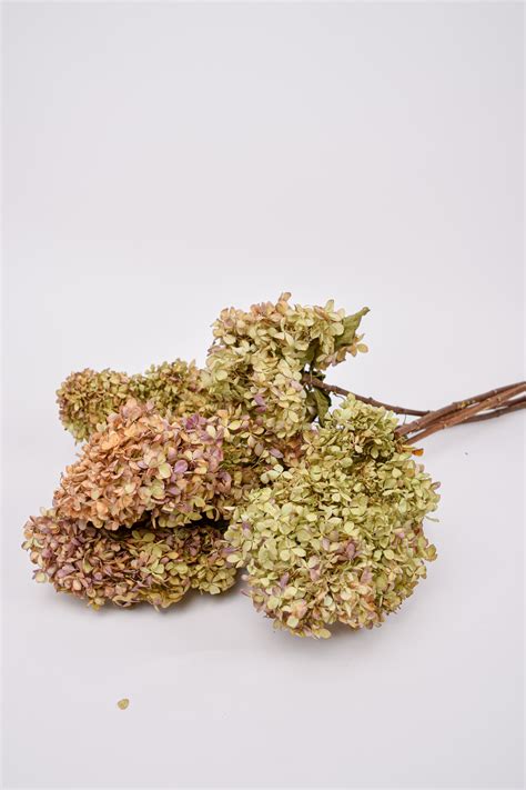 Peegee Hydrangea - Abraflora