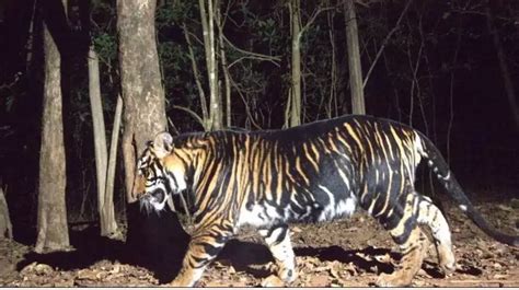 Odisha To Launch World S First Melanistic Tiger Safari In Mayurbhanj