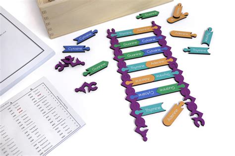 Understanding Functions of DNA and RNA - Think Education Supplies