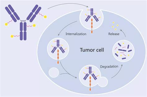 Adc 抗体偶联药物作用机理生物器材网