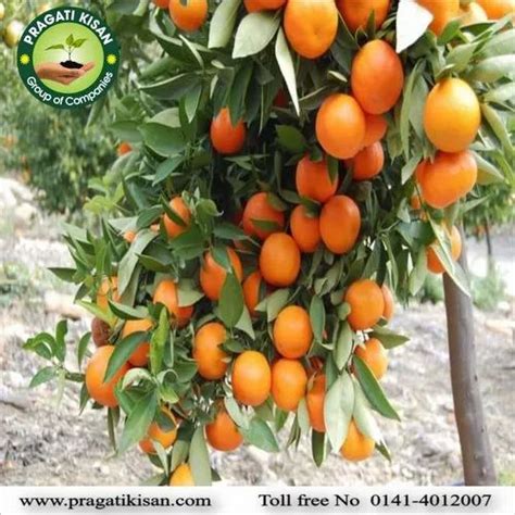 Nagpuri Full Sun Exposure Orange Plant At Piece In Jaipur Id