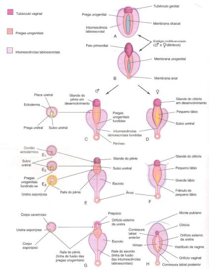 Embriologia Desenvolvimento Do Sistema Genital Embriologia Hot Sex