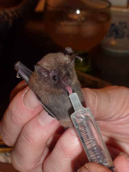 Nectar Feeding Bats Burn Sugar Faster Than Any Other Mammal On Earth