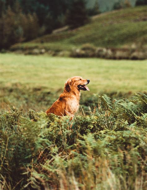 GUIDE DOG TRAINING: HOW THEY LEARN THEIR AMAZING SKILLS - PAWSH ...